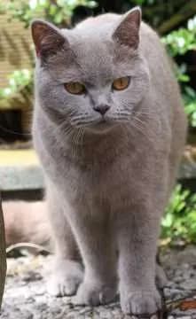 Pepper