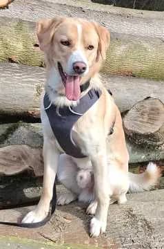 Filou