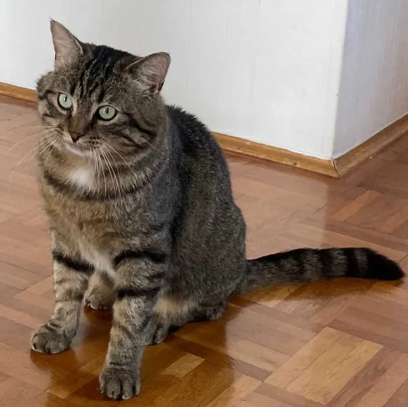 Gato