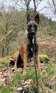 Chico
