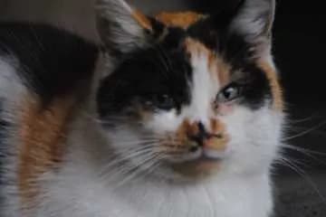 Ella