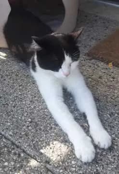 Socke