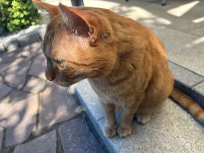 Pablo
