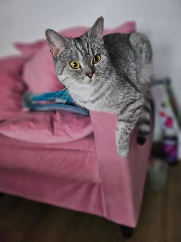 Nala