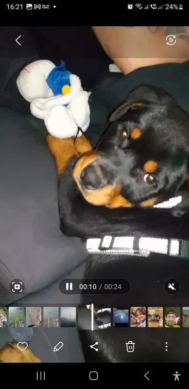 Rocco