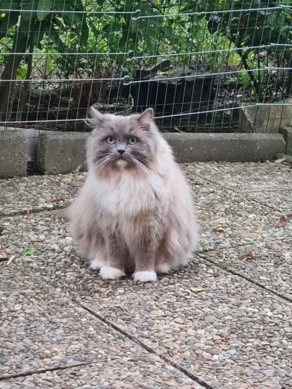 Calypso