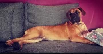 Hector