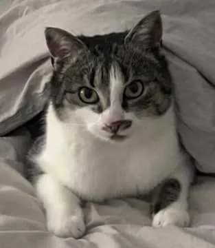Mausi