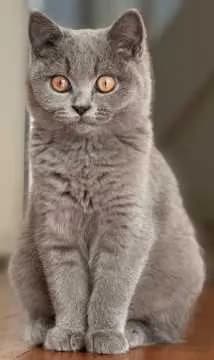 Fiedi