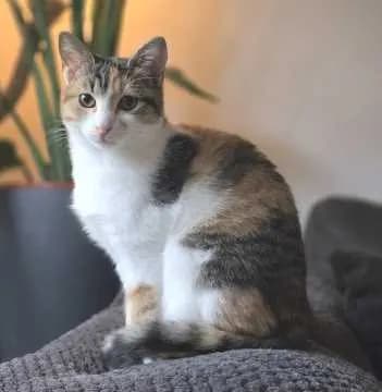 Kleo