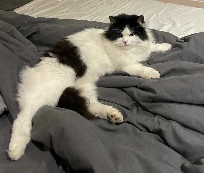Coco