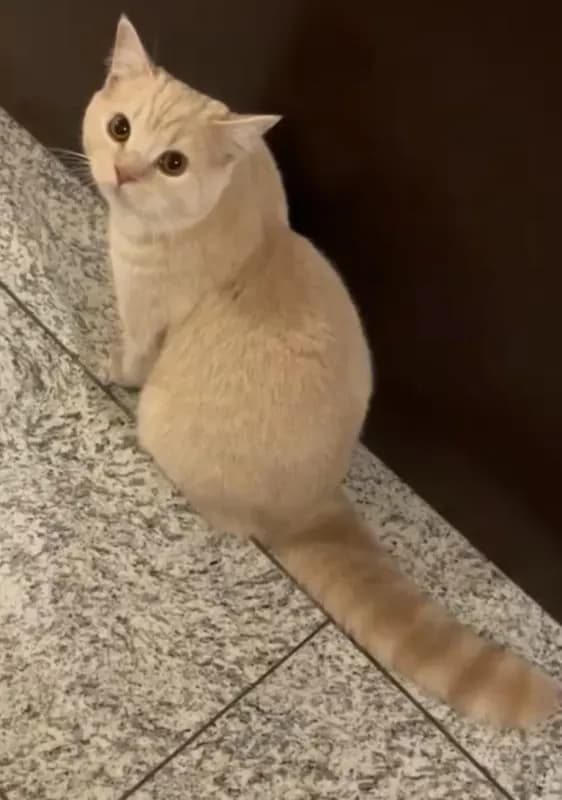 Silas