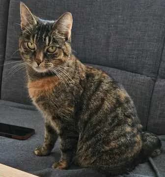 Mimi