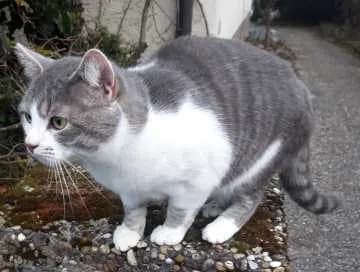 Findus