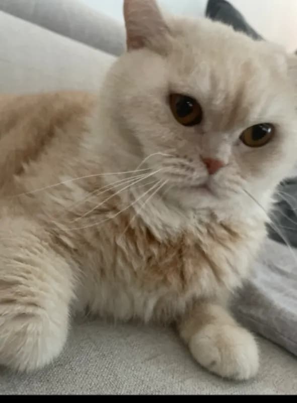 Sammy