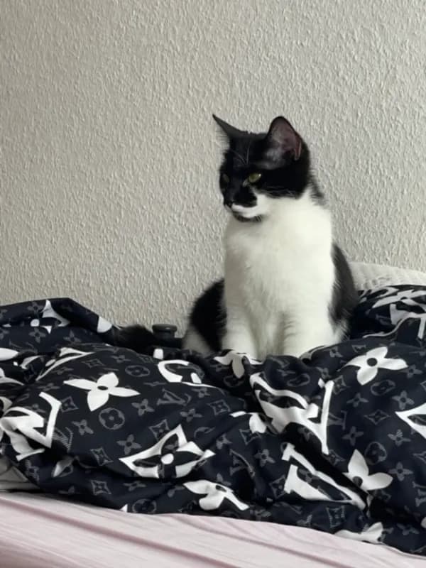 Buku