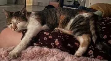 Kati