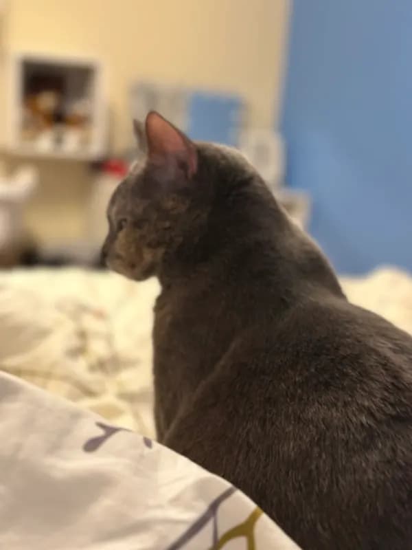 Suri
