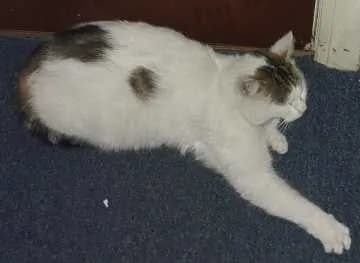 Susi