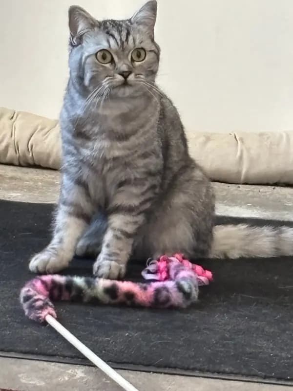 Mitzi
