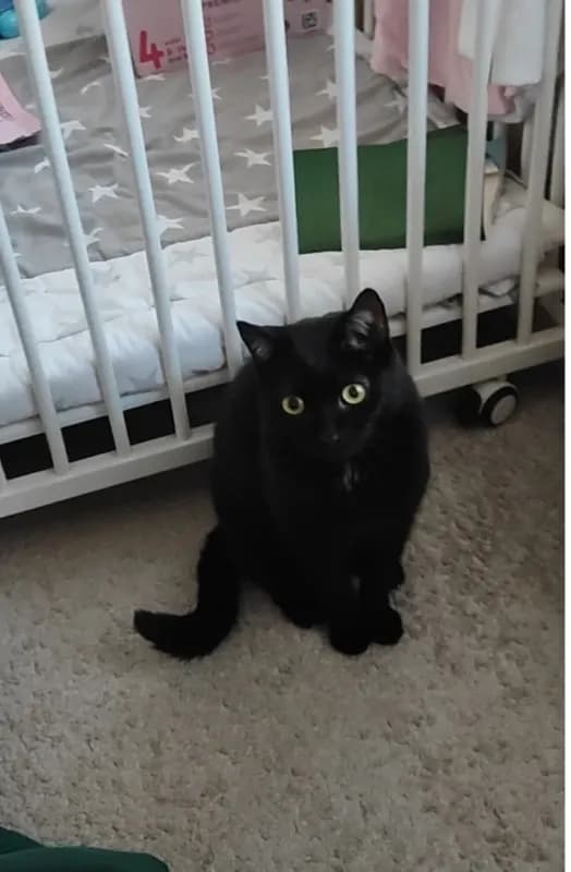 Salem (Rufname Kitty)