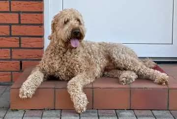 Meilo