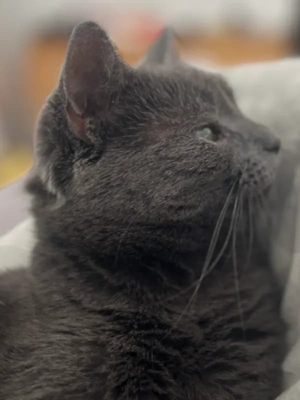Cleo