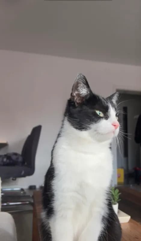 Mucki