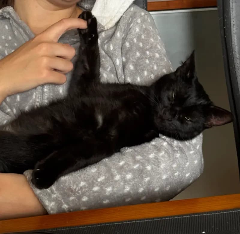 Bagheera