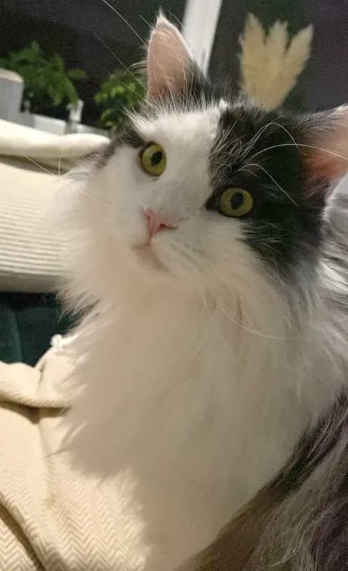 Charly