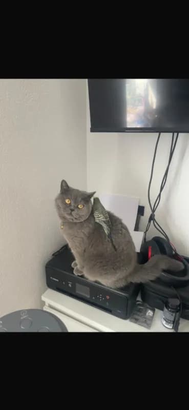 Nala