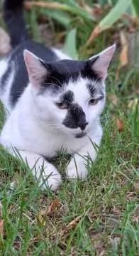 Willi