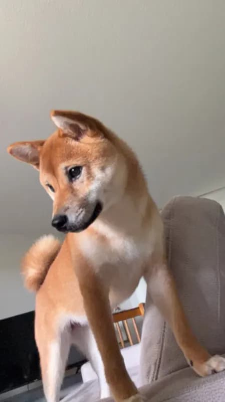 Nala