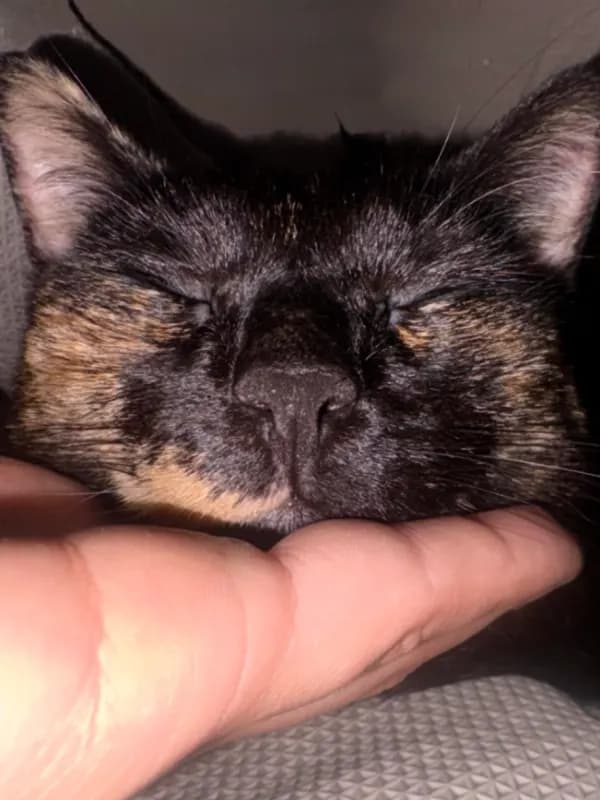 Kisi