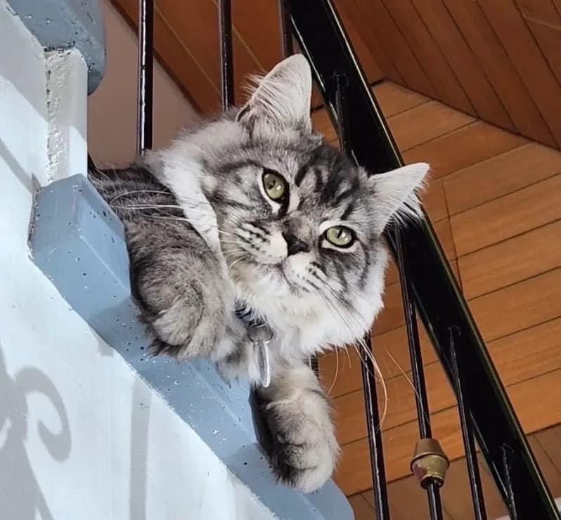 Elvis