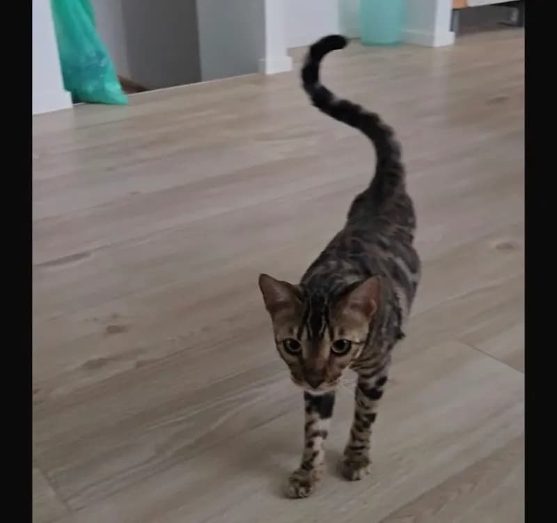 Kenji