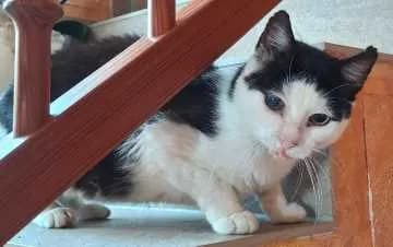 Findus