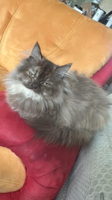 Bella