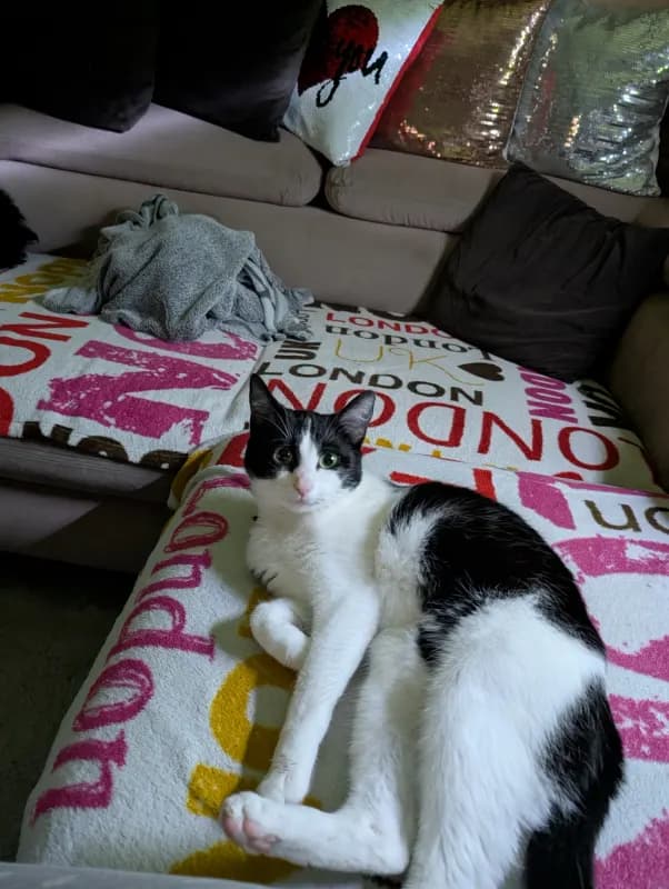 Bella