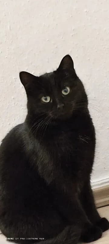 Bagira