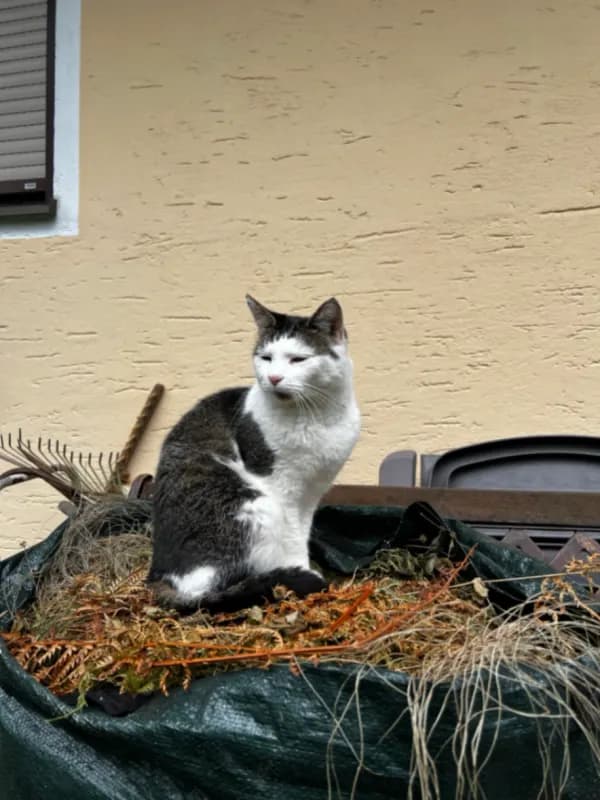 Oli