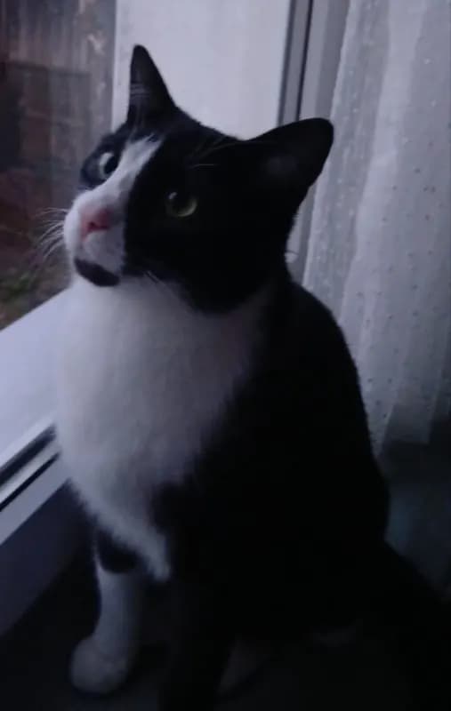 Bilo