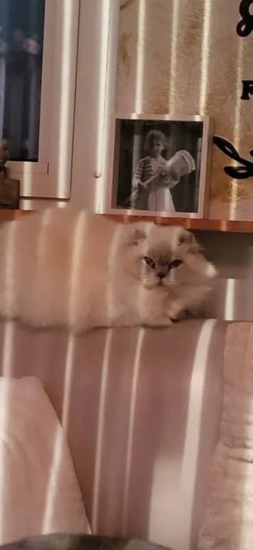 Kascha