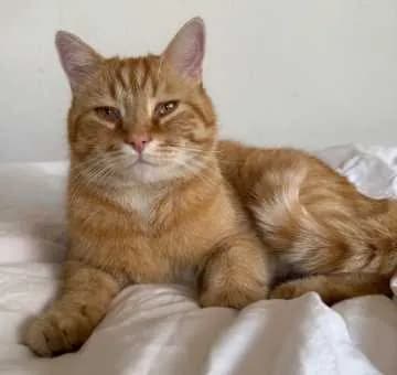 Billi