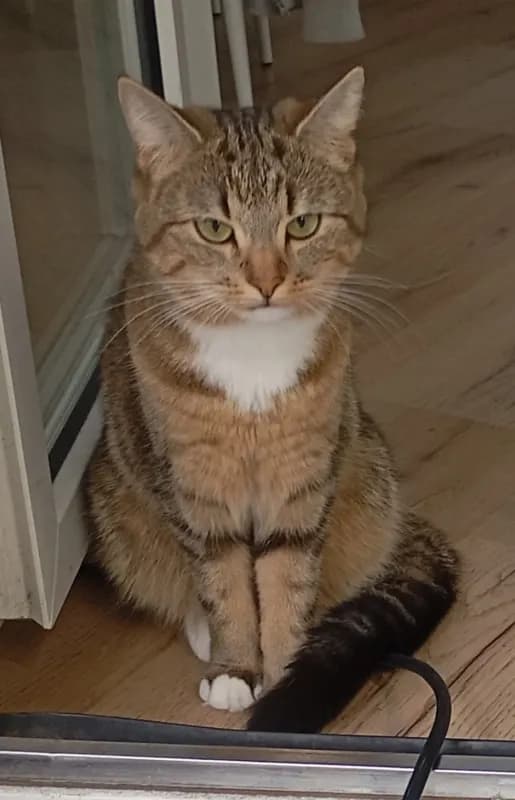 Lily