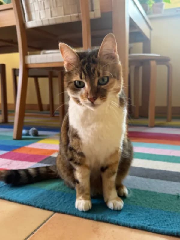 Ida
