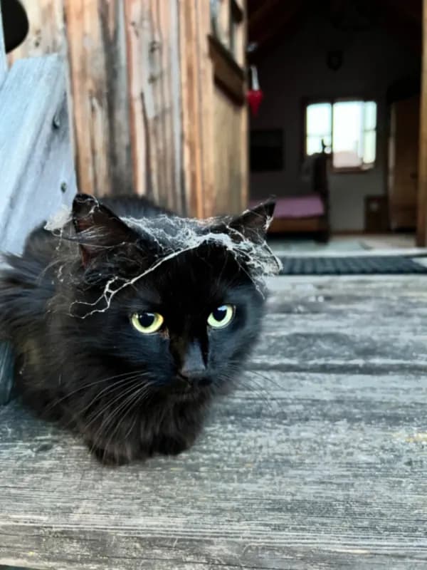 Henri