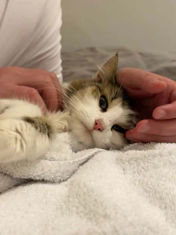 Katze-Fundtier