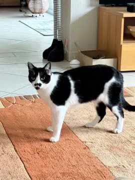 Milo