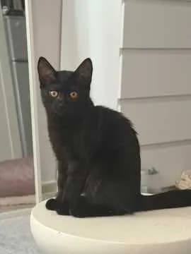 Misu